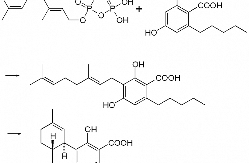 THC-COOH biosynteza