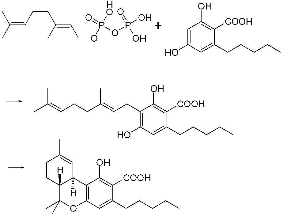 THC-COOH biosynteza