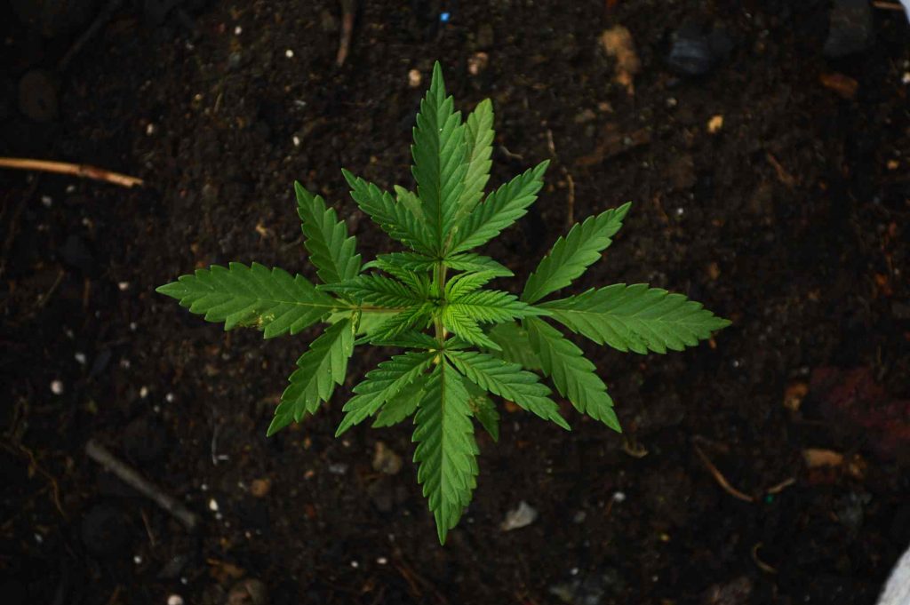 Marihuana liść w ziemi