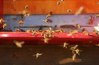 Latające pszczoły