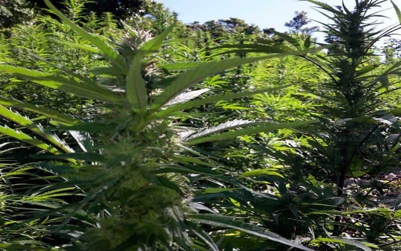 Uprawa marihuany na Jamajce