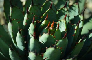 Zbliżenie na zielonego kaktusa