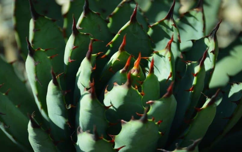 Zbliżenie na zielonego kaktusa