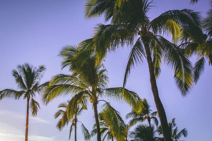 Palmy kokosowe na tle nieba