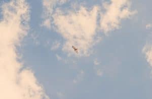 Ptak na tle nieba Dakoty