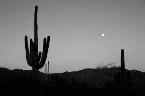 Kaktusy w Arizonie