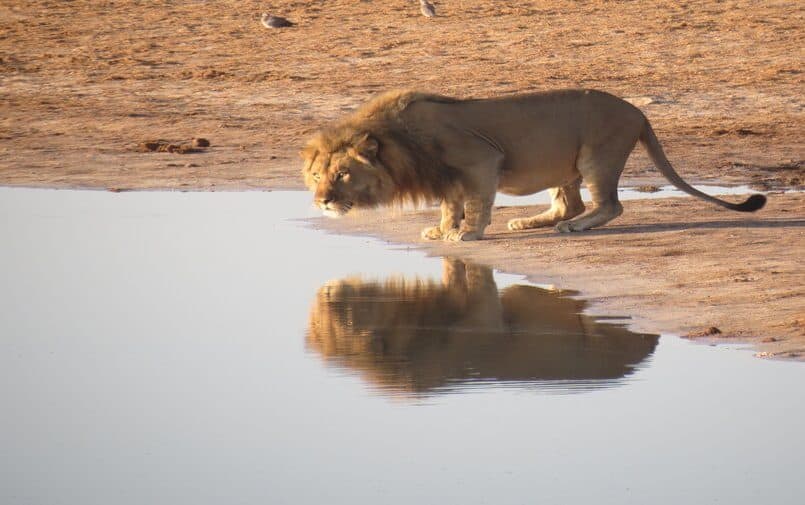 Afrykański lew nad wodą