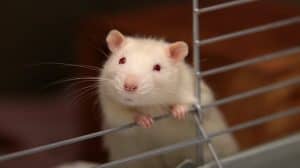 CBD łączy się zaburzeniami snu u dorosłych szczurów?