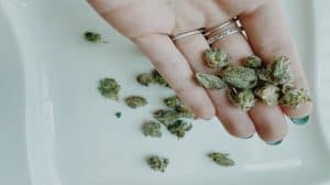 Czesi używają coraz więcej medycznej marihuany