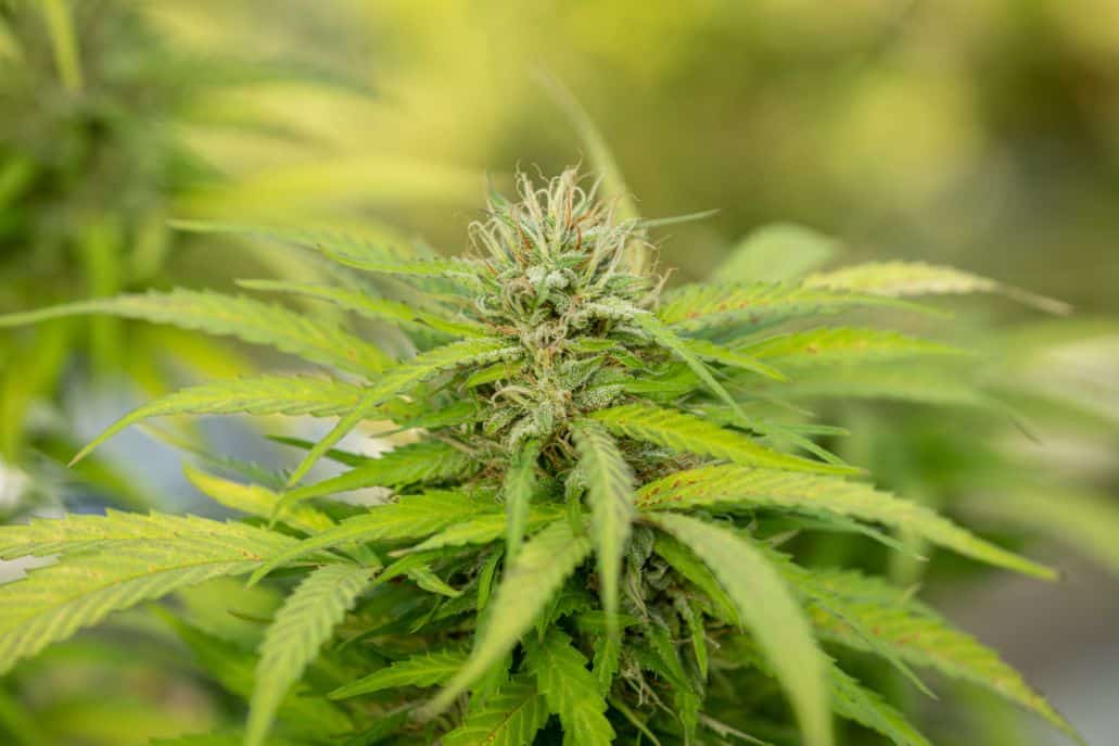 Marihuana roślina