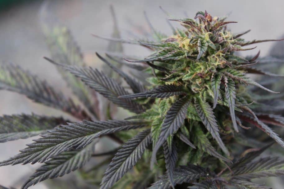 Roślina marihuana