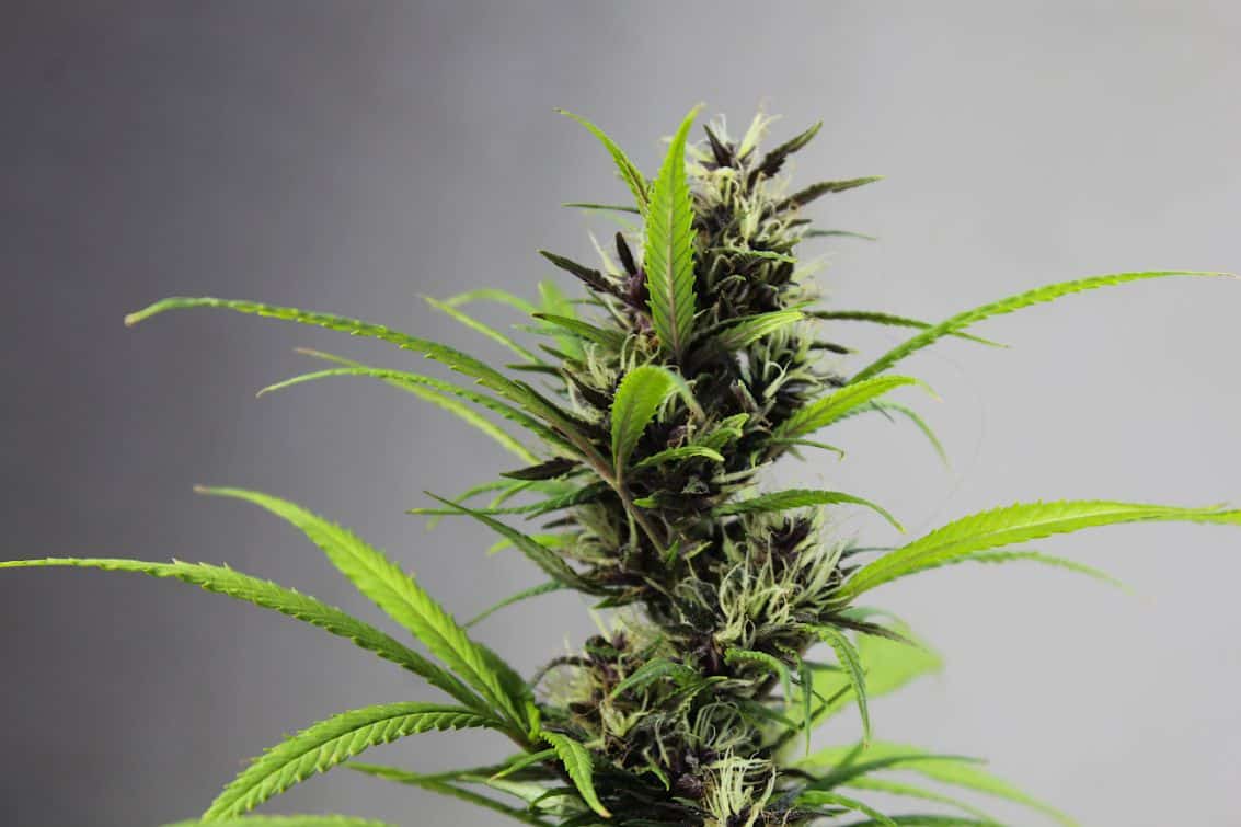 Marihuana liść roślina