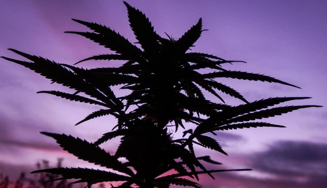 Roślina marihuany