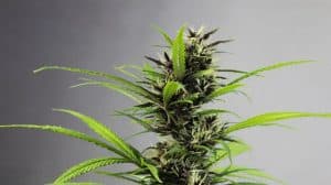 Jamajski kwiat marihuany już dostępny w Niemczech