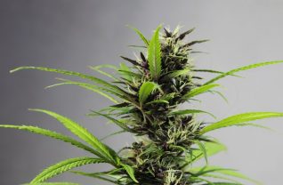 Roślina marihuany