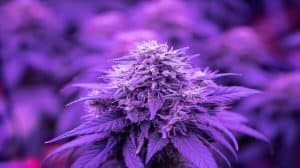 Czy legalizacja prowadzi do wzrostu użycia marihuany?