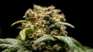 Czy zezwolenie na legalne punkty sprzedaży marihuany zwiększy zatrudnienie w hrabstwach Kolorado