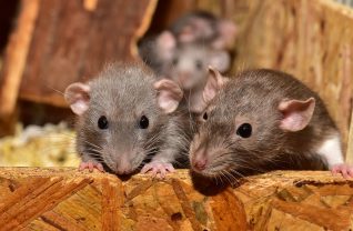 szczury - jak wplywa na nie marihuana