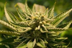 Wskazania do stosowania medycznej marihuany