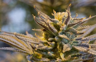 medyczna marihuana - ile ma THC?