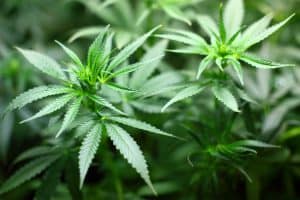 Badania nad medyczną marihuaną